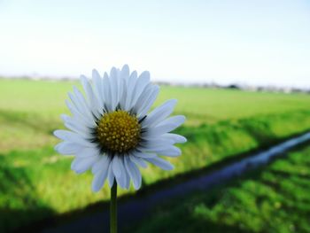 Close-up of coneflower blooming on field against sky