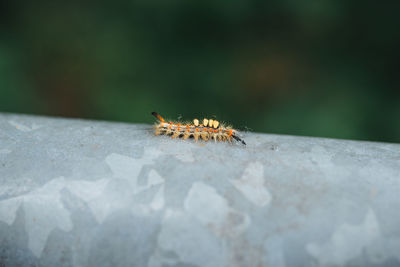 Close-up of insect on rock