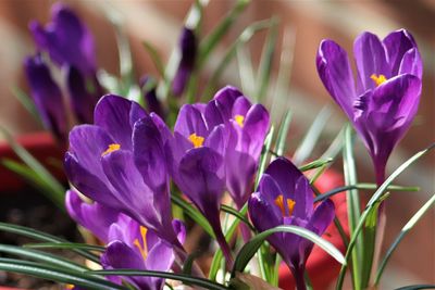 Close-up of purple crocus flowers