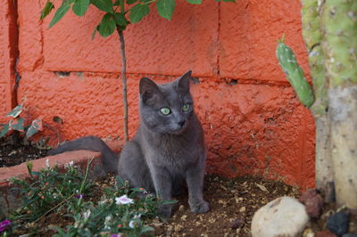 Grey cat with green eyes observing