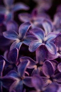 Close-up of flowers