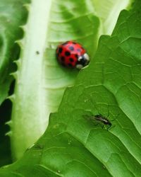 Close-up of ladybug on leaf