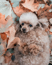 Close-up of dog