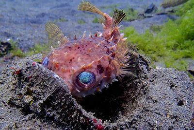 Close-up of fish underwater