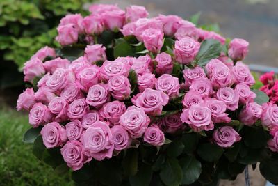 Close-up of pink roses blooming outdoors