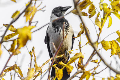 Low angle view of bird perching on branch