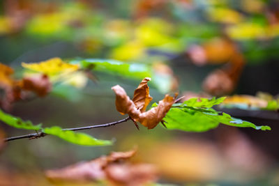 Close-up of plant leaves during autumn