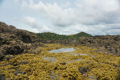 Whale bay, beautiful beach near whangarei new zealand