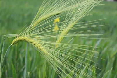 Close-up of wheat plants growing outdoors