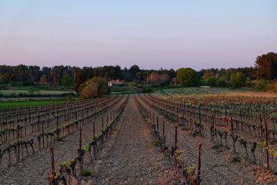 View of vineyard against sky during sunset