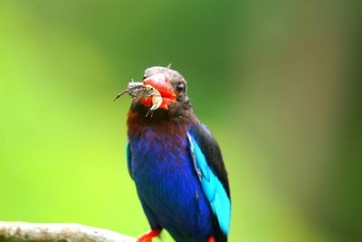 Close-up of bird perching on branch