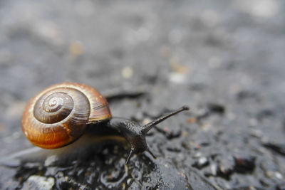 Close-up of snail