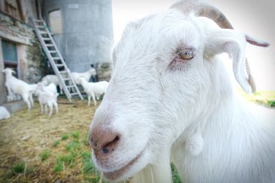 Close-up of white goat