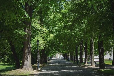 Trees on landscape