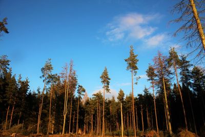 Low angle view of trees in forest against blue sky