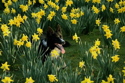 Border collie sitting in daffodils field