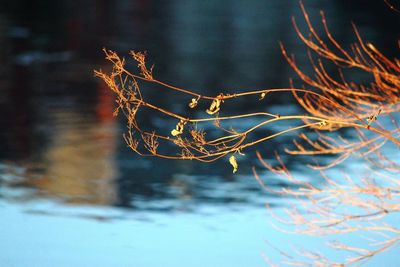 Close-up of plant against trees during winter