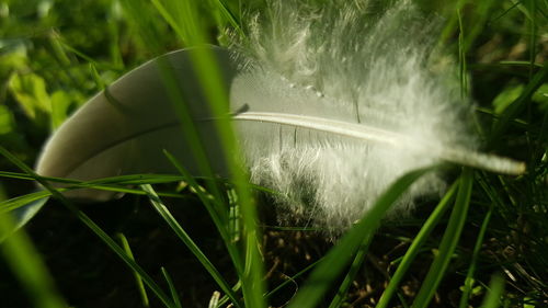 Close-up of grass