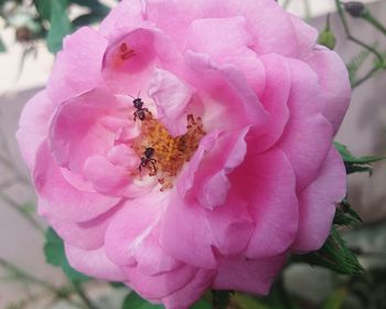 Close-up of insect on pink flower