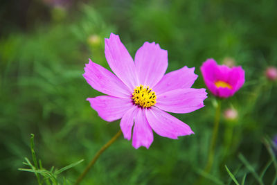 Close-up of pink cosmos flower