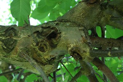 Close-up of lizard on tree trunk