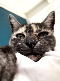 Close-up portrait of a cat