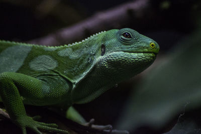 Close-up of lizard