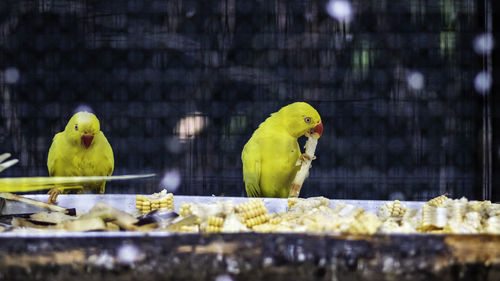 View of parrot in cage