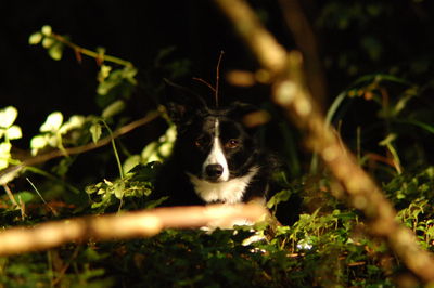 Dog in a wood