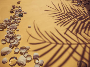 High angle view of seashells on sand at beach