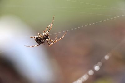 Close-up of spider on web