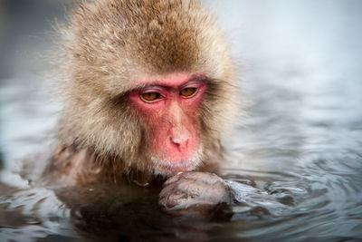 Close-up of japanese macaque in hot spring during winter
