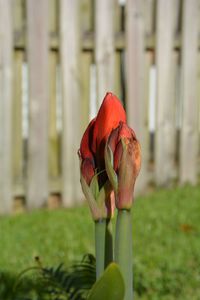 Close-up of rose against blurred background