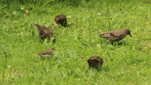 Ducks on grass in field