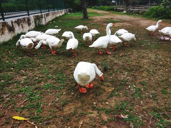 White duck on field