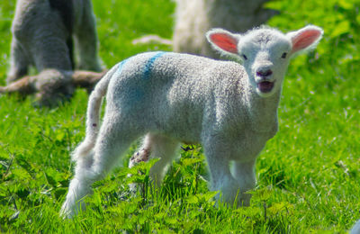 Sheep standing in a field