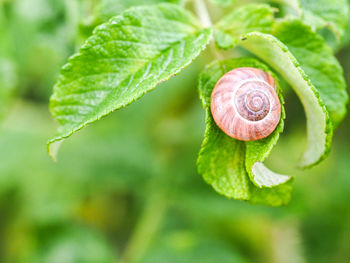 Close-up of snail on plant