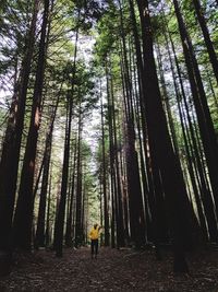 Rear view of person standing by trees in forest