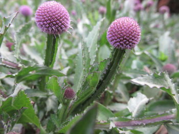 Close-up of pink flowers growing on plant