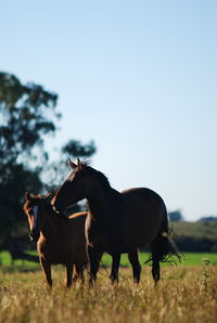 Horses standing in field against sky