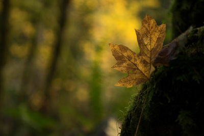 Close-up of dry maple leaf