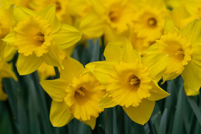 Close-up of yellow daffodil flowers