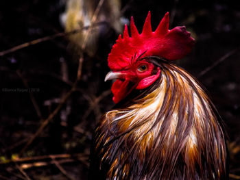 Close-up of rooster