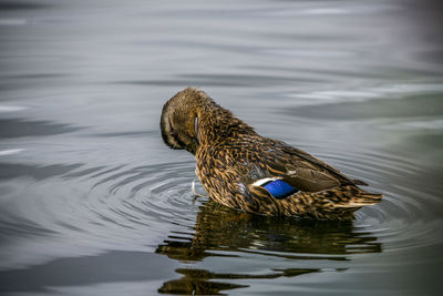 Duck is cleaning itself