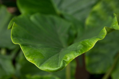 Close-up of fresh green leaves on plant