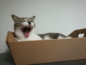 Cat yawning at home