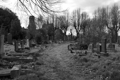 Trees growing in cemetery