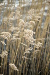 Reed dancing in the wind