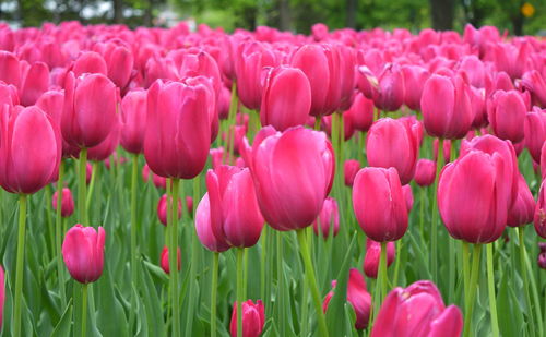 Close-up of pink tulips blooming outdoors