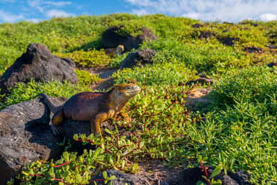 Close-up of lizard on rock